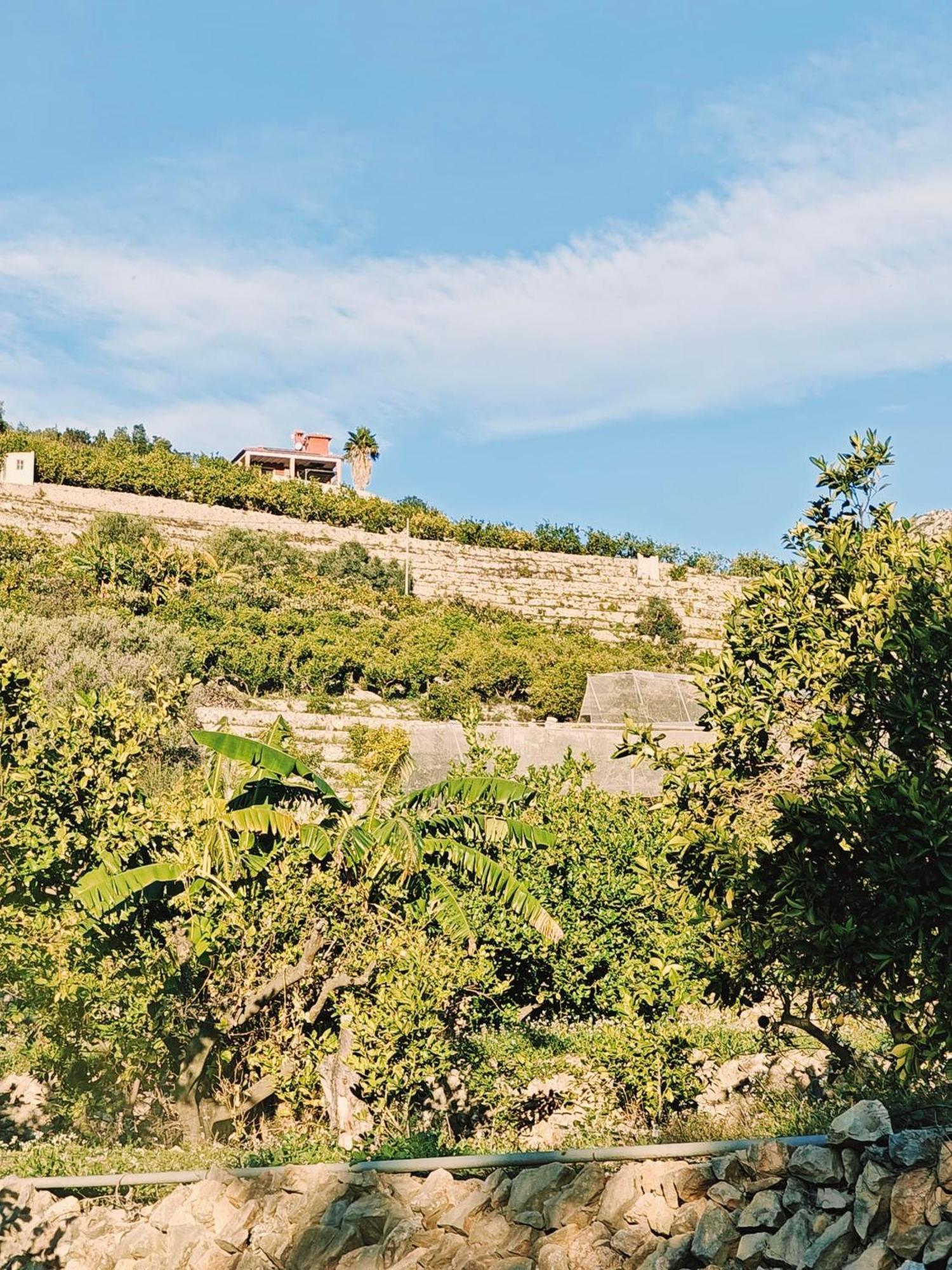 Finca Oliva Bolulla Kültér fotó